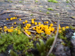 Bispora