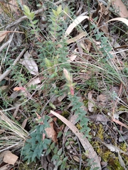 Acrotriche prostrata
