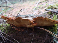 Phellinus sarcites