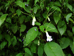 Henckelia anachoreta