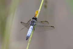 Palpopleura deceptor