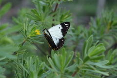 Belenois java peristhene