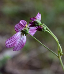 Bidens clavata