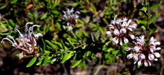 Grevillea sphacelata