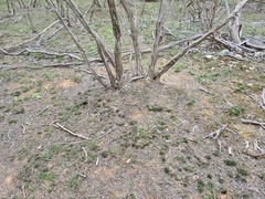 Prasophyllum occultans