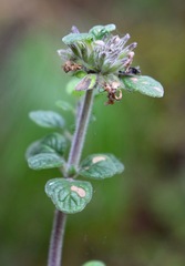 Hedeoma palmeri