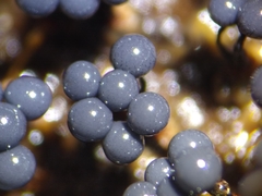 Cribraria macrocarpa