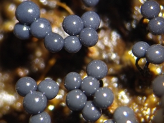 Cribraria macrocarpa