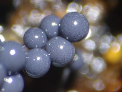 Cribraria macrocarpa