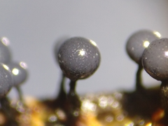 Cribraria macrocarpa