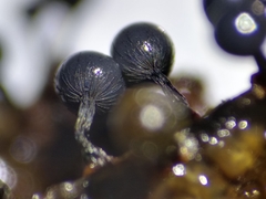 Cribraria macrocarpa