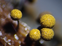 Cribraria macrocarpa