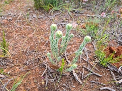 Pimelea octophylla