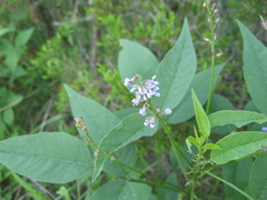 Orbexilum onobrychis