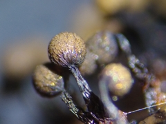 Cribraria macrocarpa