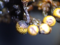 Cribraria macrocarpa