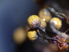 Cribraria macrocarpa