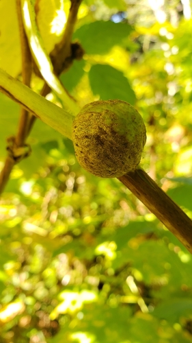 Thimbleberry Gall Wasp photo 5