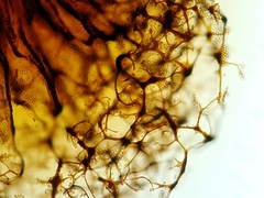 Cribraria macrocarpa