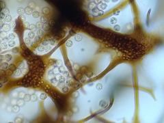 Cribraria macrocarpa