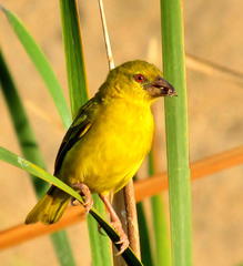 Ploceus subaureus subaureus