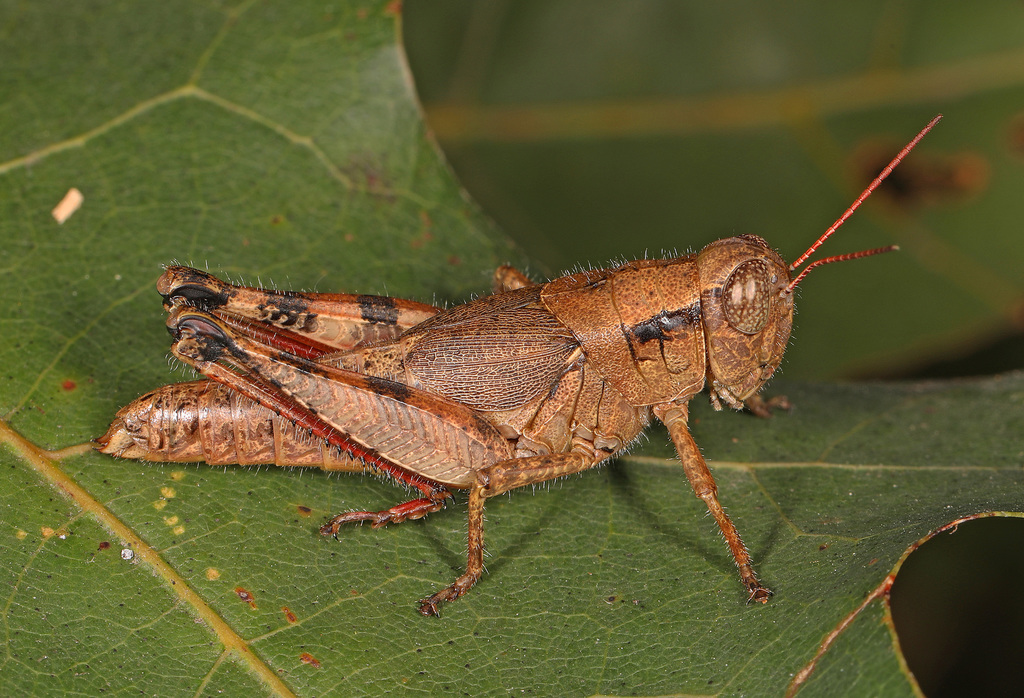 Scudder's Short-winged Locust
