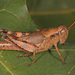 Scudder's Short-winged Grasshopper - Photo (c) Judy Gallagher, some rights reserved (CC BY-SA), uploaded by Judy Gallagher