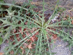 Cirsium vulgare