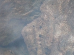 Bithynia tentaculata