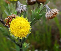 Schistostephium umbellatum