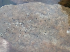 Bithynia tentaculata