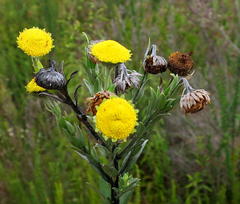 Schistostephium umbellatum