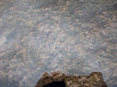 Bithynia tentaculata