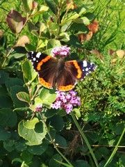 Vanessa atalanta