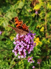 Polygonia c-album
