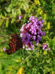 Polygonia c-album