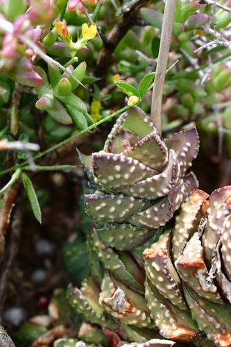 Haworthia bullulata (Jacq.) Parr 2