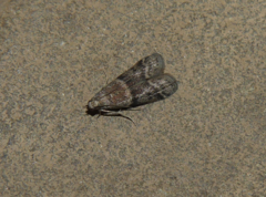 Ephestia unicolorella