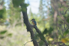 Todiramphus sanctus canacorum