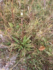 Taraxacum officinale