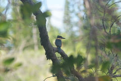 Todiramphus sanctus canacorum