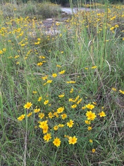 Helianthus porteri