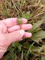 Taraxacum officinale