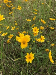 Helianthus porteri