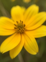 Helianthus porteri