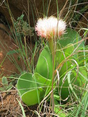 Haemanthus humilis hirsutus