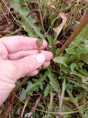 Taraxacum officinale