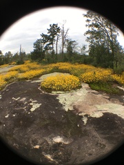 Helianthus porteri