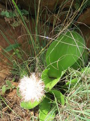 Haemanthus humilis hirsutus