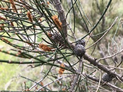 Allocasuarina mackliniana